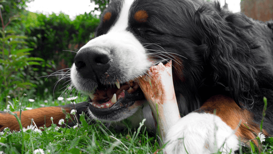 What Are the Benefits of Dehydrated Pet Treats for Dogs and Cats?