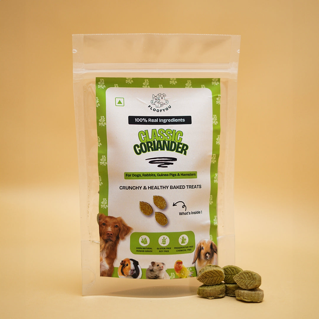 Coriander Pure Veg Natural Healthy Treat for Rabbits, Guinea Pigs, Ham