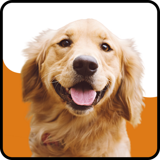 For Large & Giant Dogs