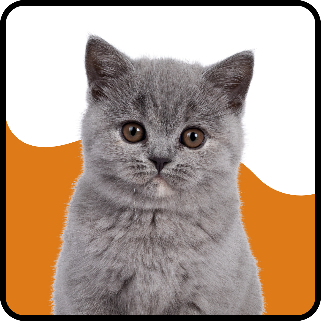For Cats