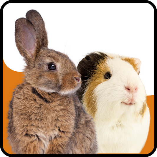 For Rabbit & Guinea Pig