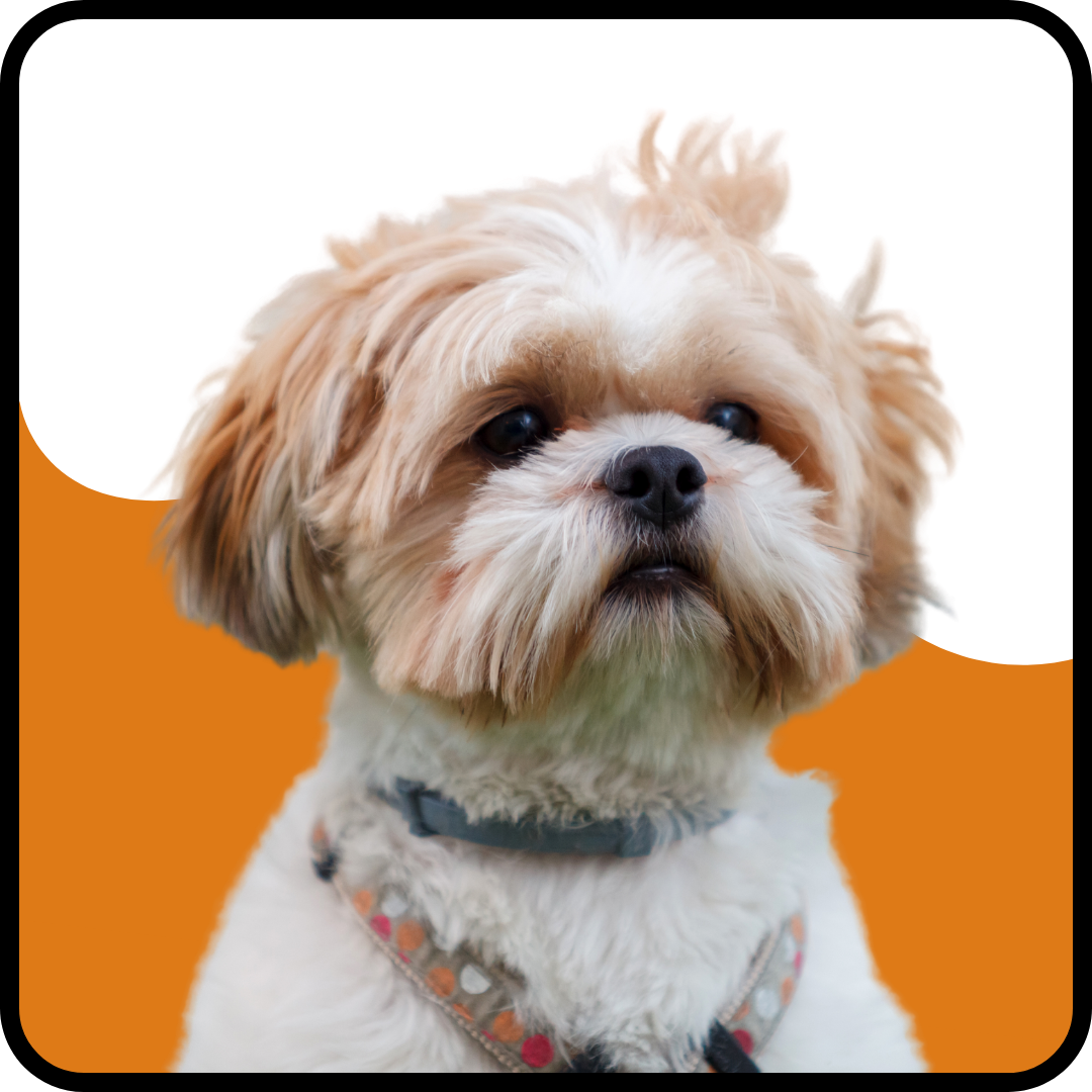 For XS & Small Dogs