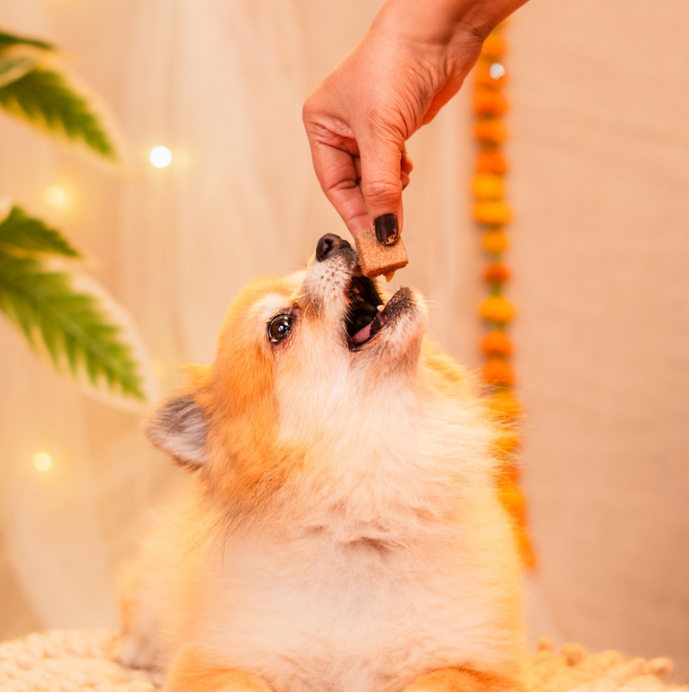 Mithai Box Treat, Snack & Cookies for Dogs