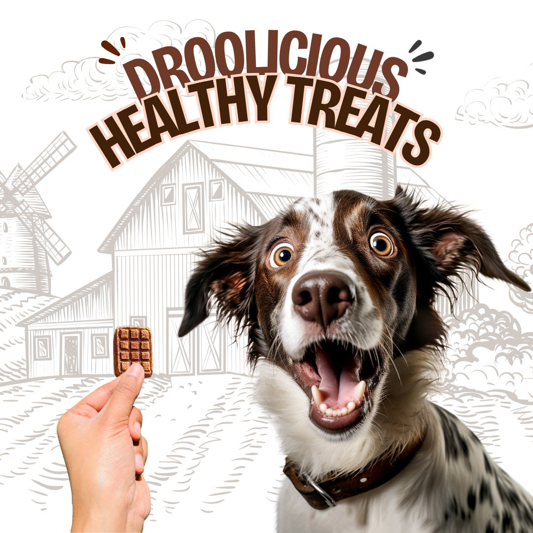 Pawcolate Mini Bars - Chocolate for Dogs
