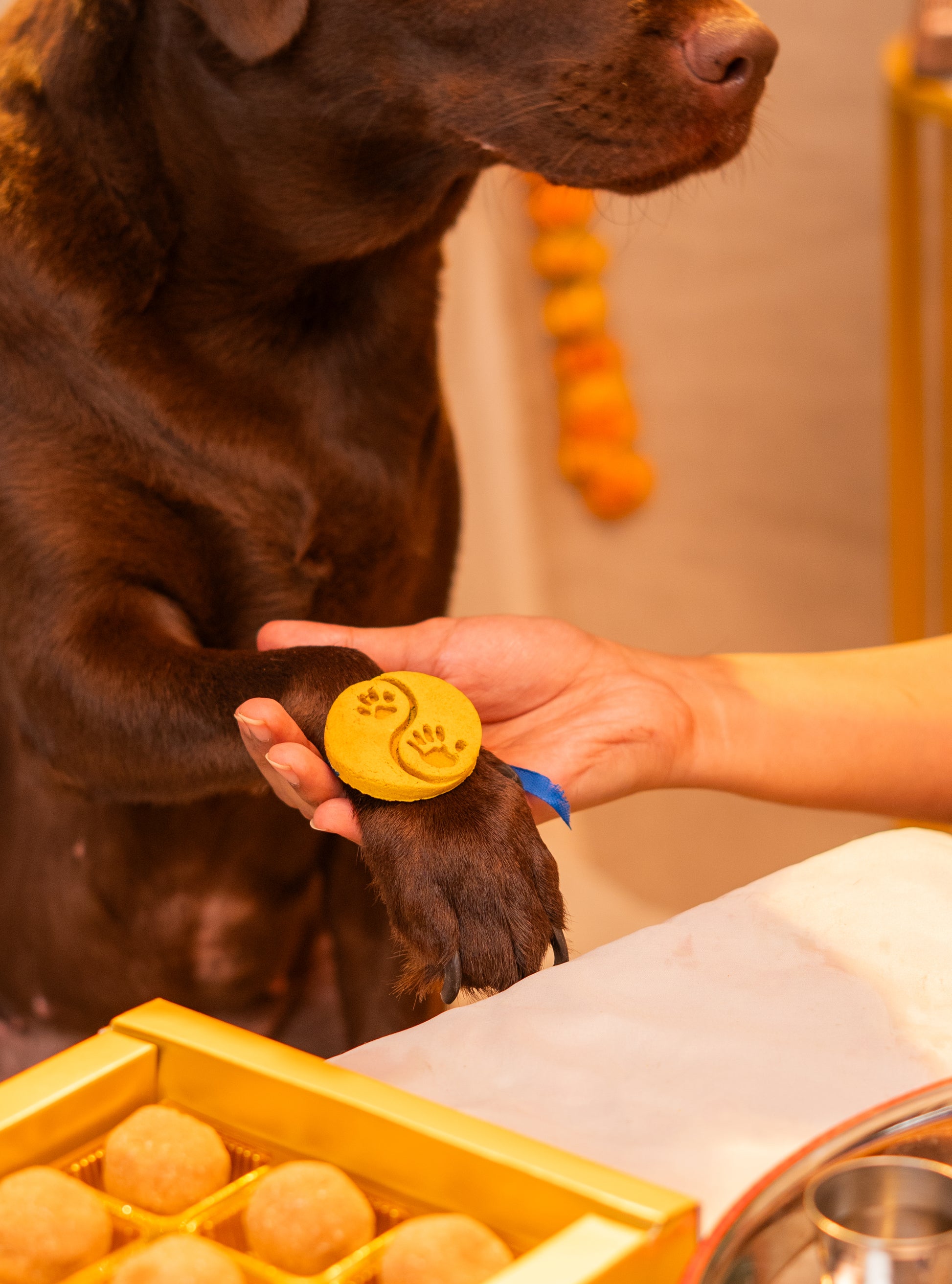 Pawkhi Edible Treat, Snack & Cookies for Dogs & Cats