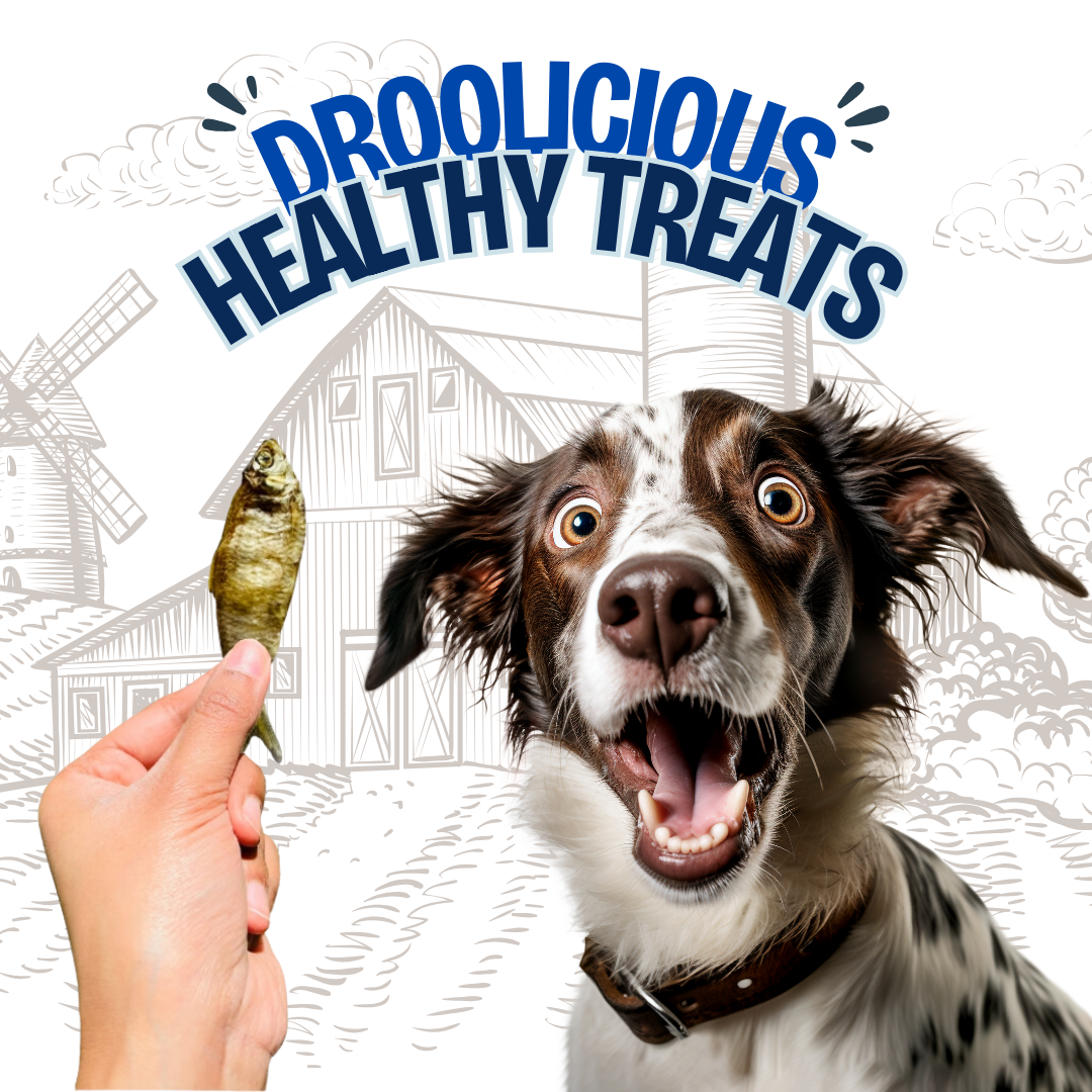 Anchovies Fish Whole Dehydrated Jerky Natural Healthy Dog Treat