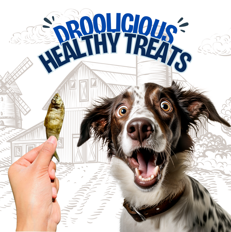 Anchovies Fish Whole Dehydrated Jerky Natural Healthy Dog Treat