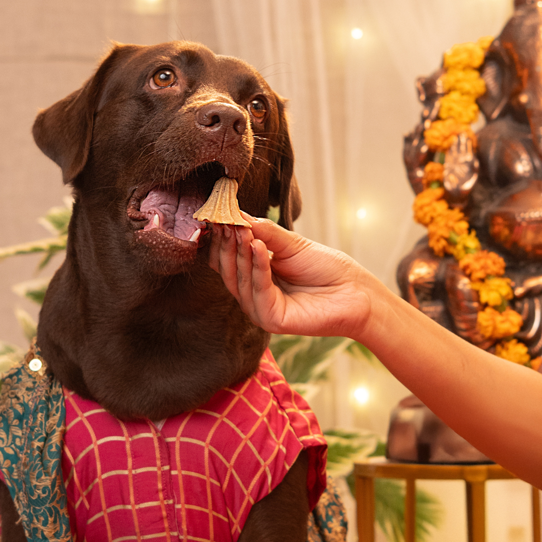 Ganesh Chaturthi Special Treats, Snacks & Cookies for Dogs & Cats