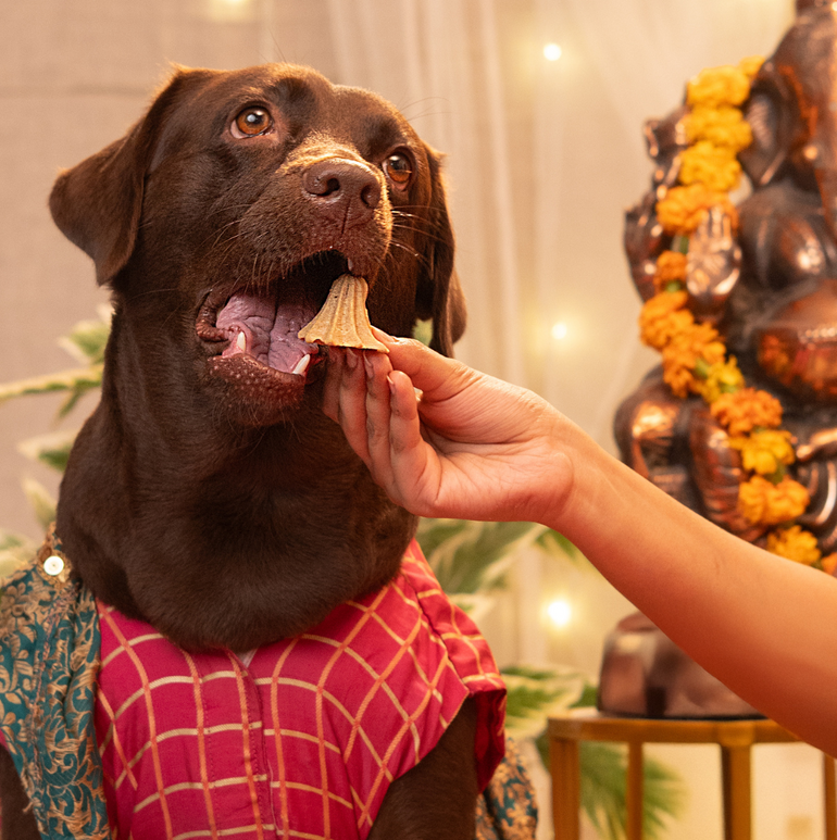 Ganesh Chaturthi Special Treats, Snacks & Cookies for Dogs & Cats