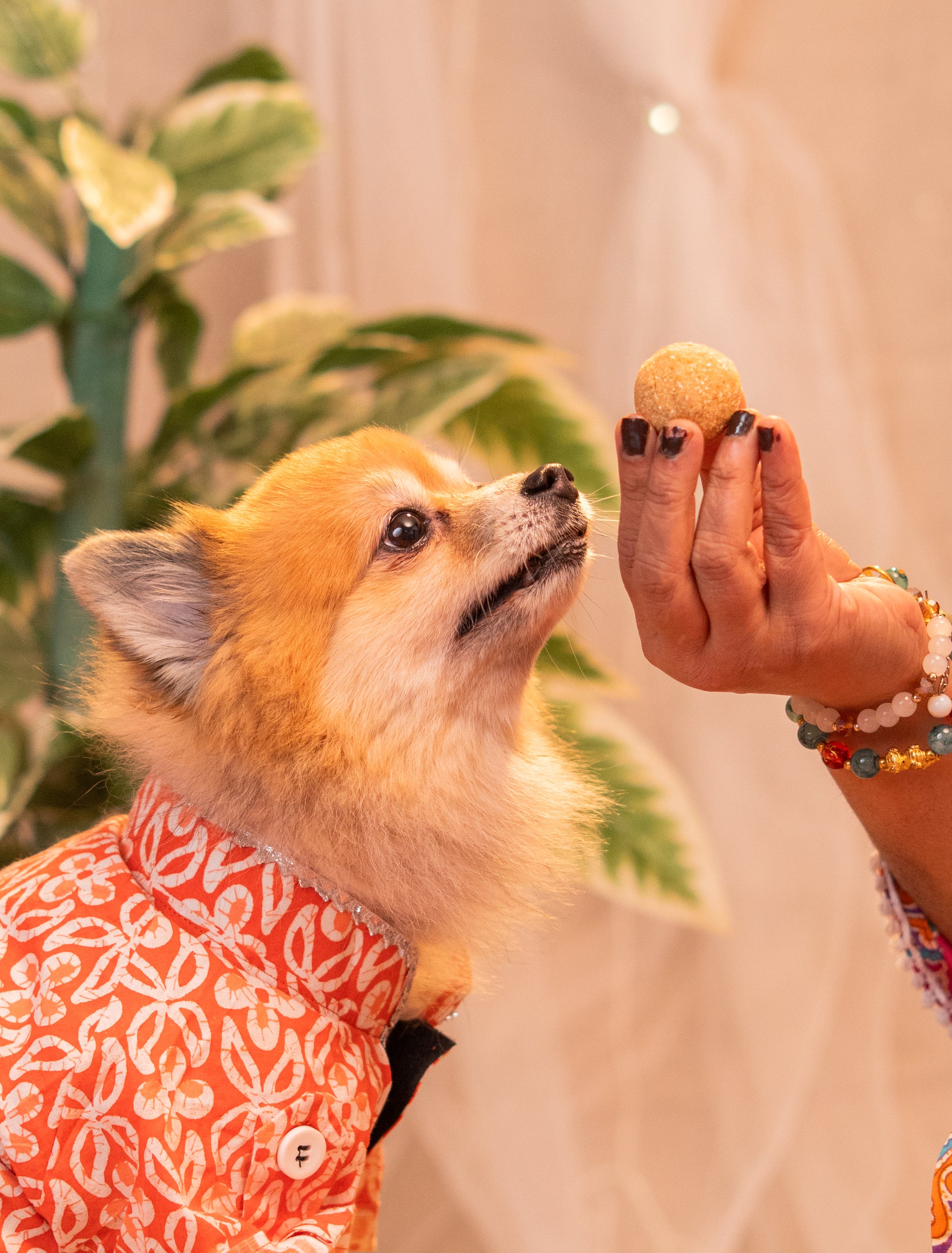 Pawbandhan Hamper Treats, Snacks & Cookies for Dogs