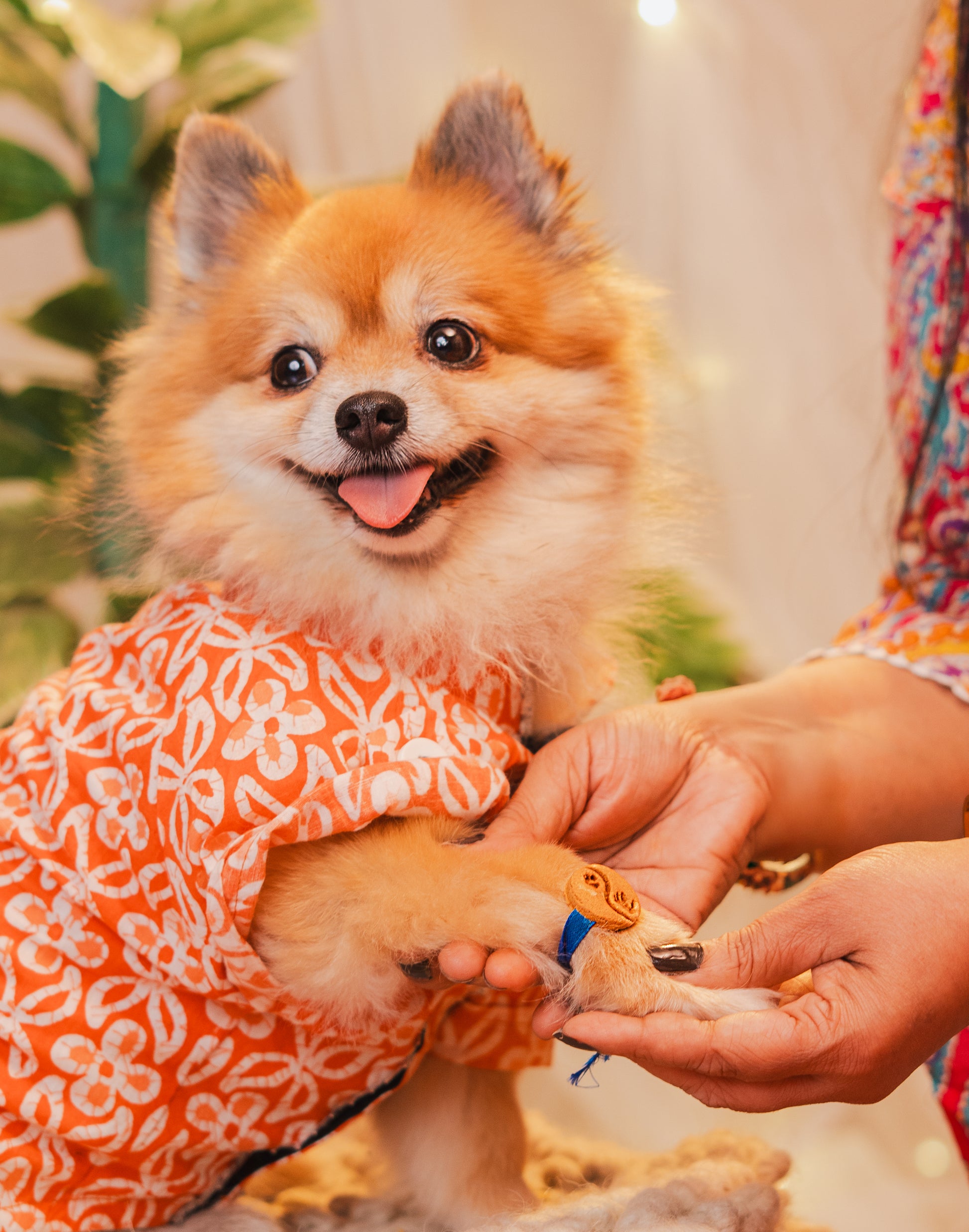 Pawkhi Edible Treat, Snack & Cookies for Dogs & Cats
