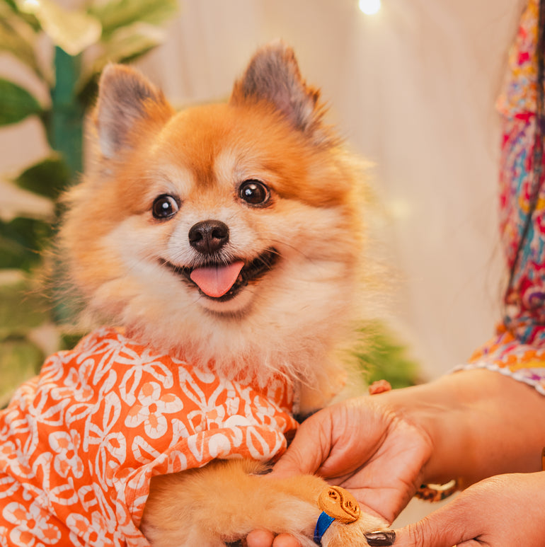 Pawkhi Edible Treat, Snack & Cookies for Dogs & Cats