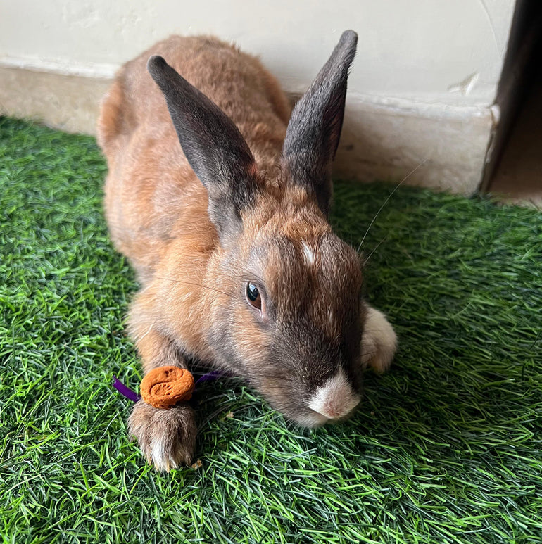 Pawbandhan Hamper Veg Treats, Snacks & Cookies for Rabbits, Guinea-Pigs, Hamsters & Small animals